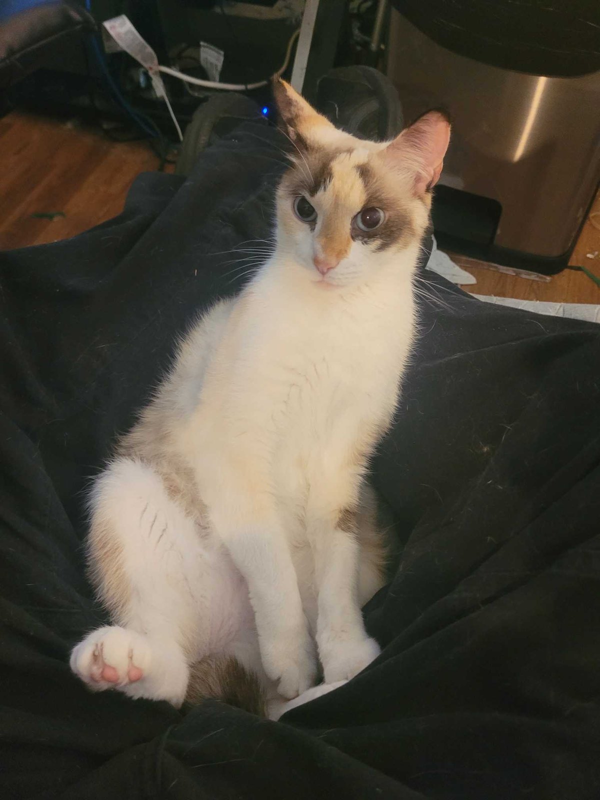 Lost Cat in Manchester, England — listing photo