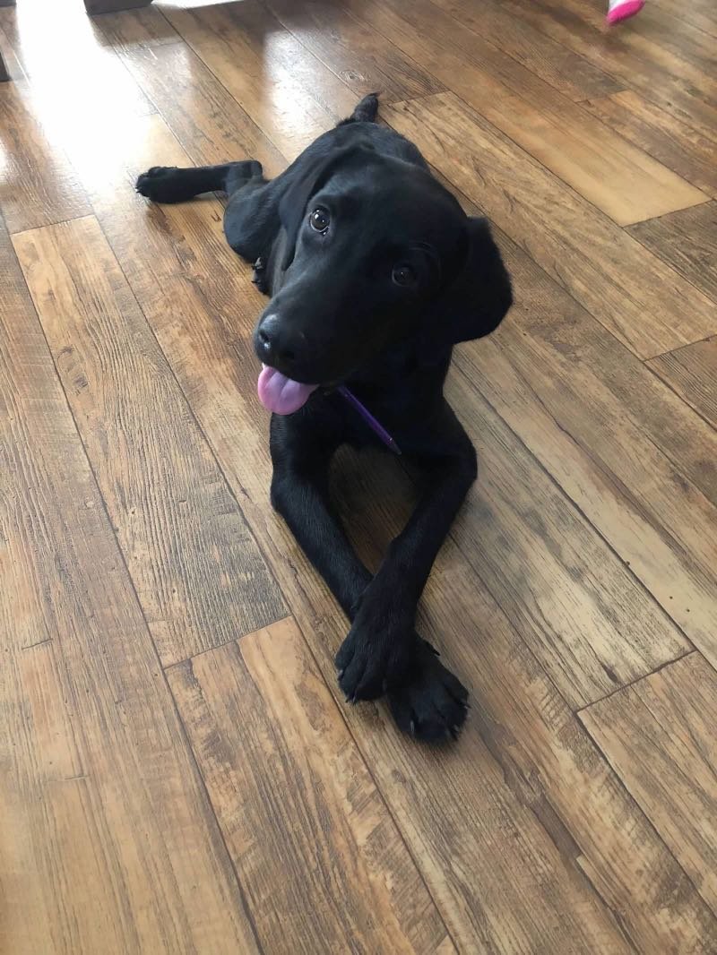 Lost Dog in Swansea, Wales — listing photo