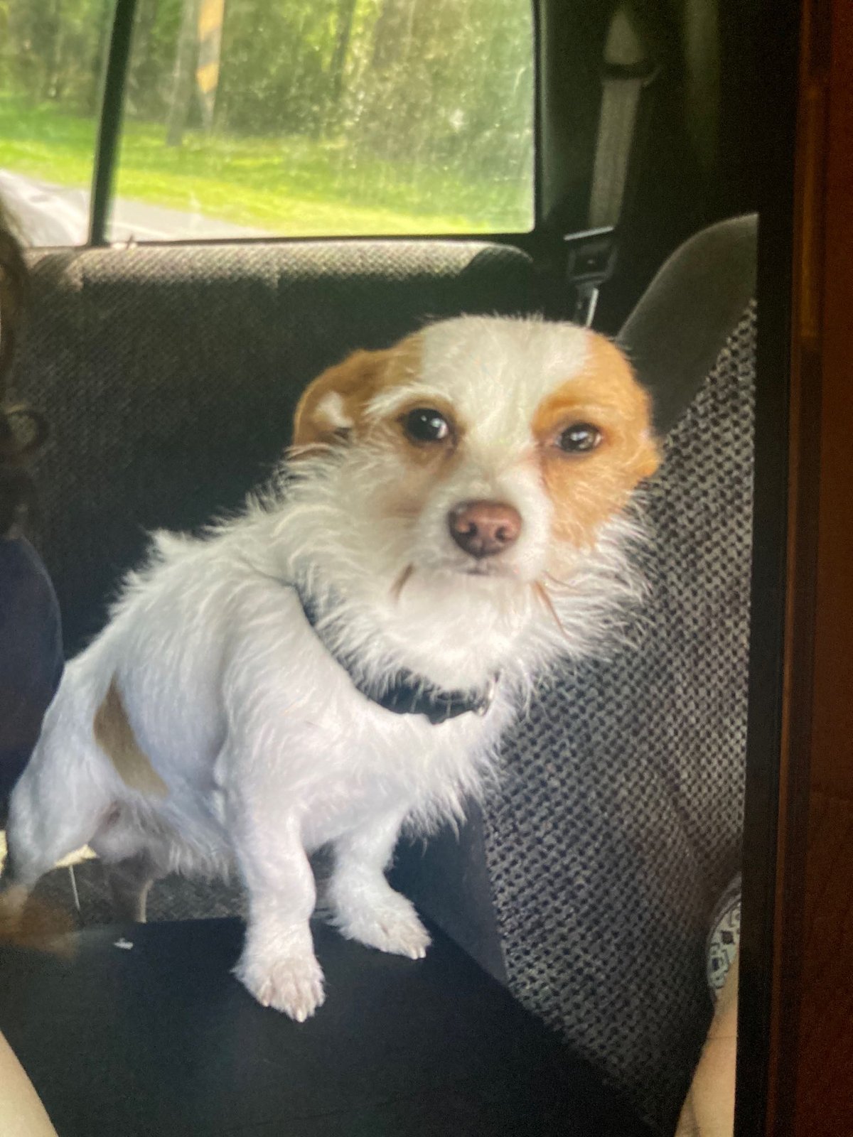 Lost Dog in Exeter, England — listing photo