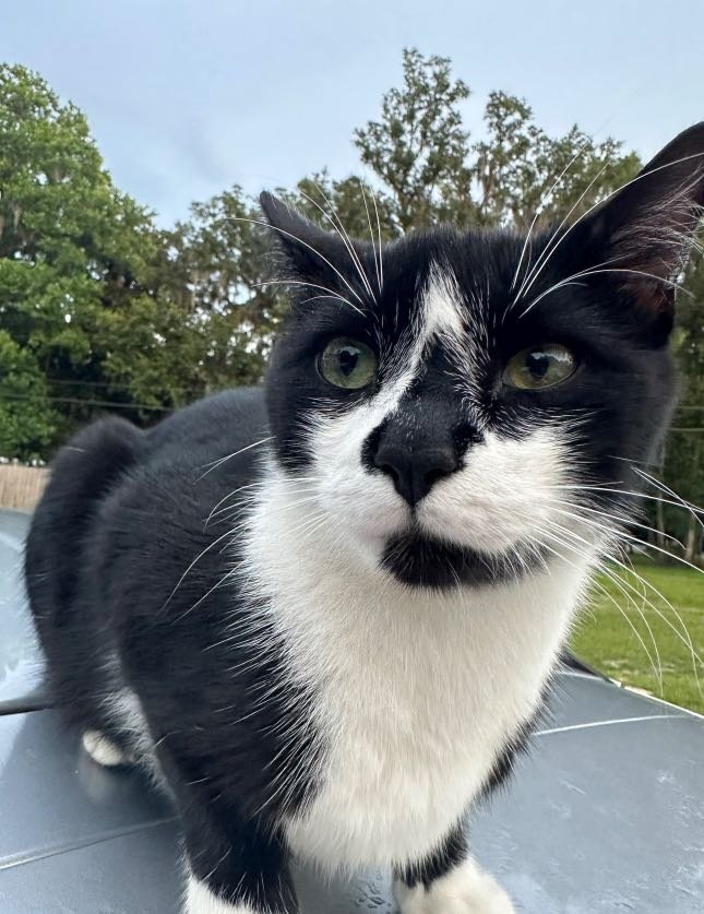 Lost Cat in Kingston upon Hull, England — listing photo