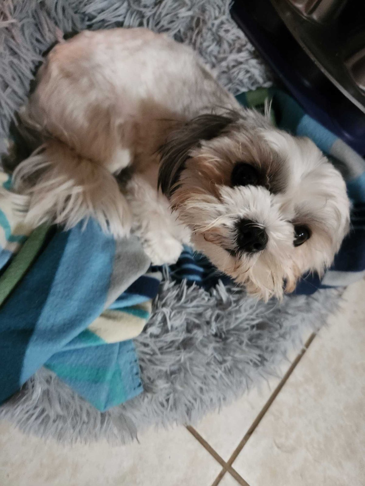 Lost Dog in London, England — listing photo