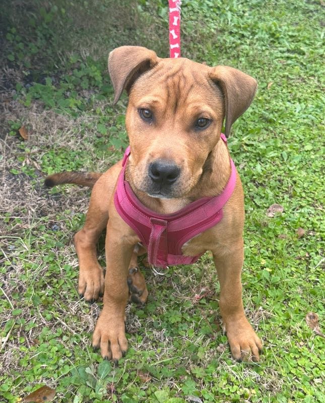 Lost Dog in Wolverhampton, England — listing photo