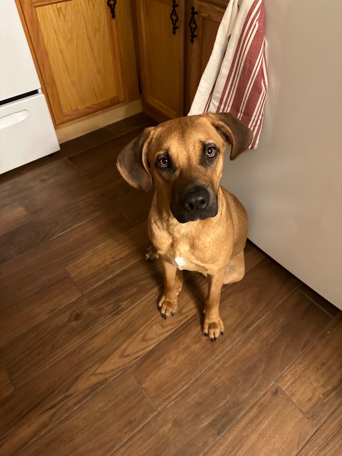 Lost Dog in Newcastle upon Tyne, England — listing photo