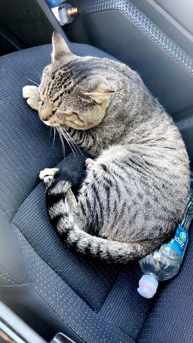 Lost Cat in Ipswich, England Lost Cat in Ipswich, England — listing photo