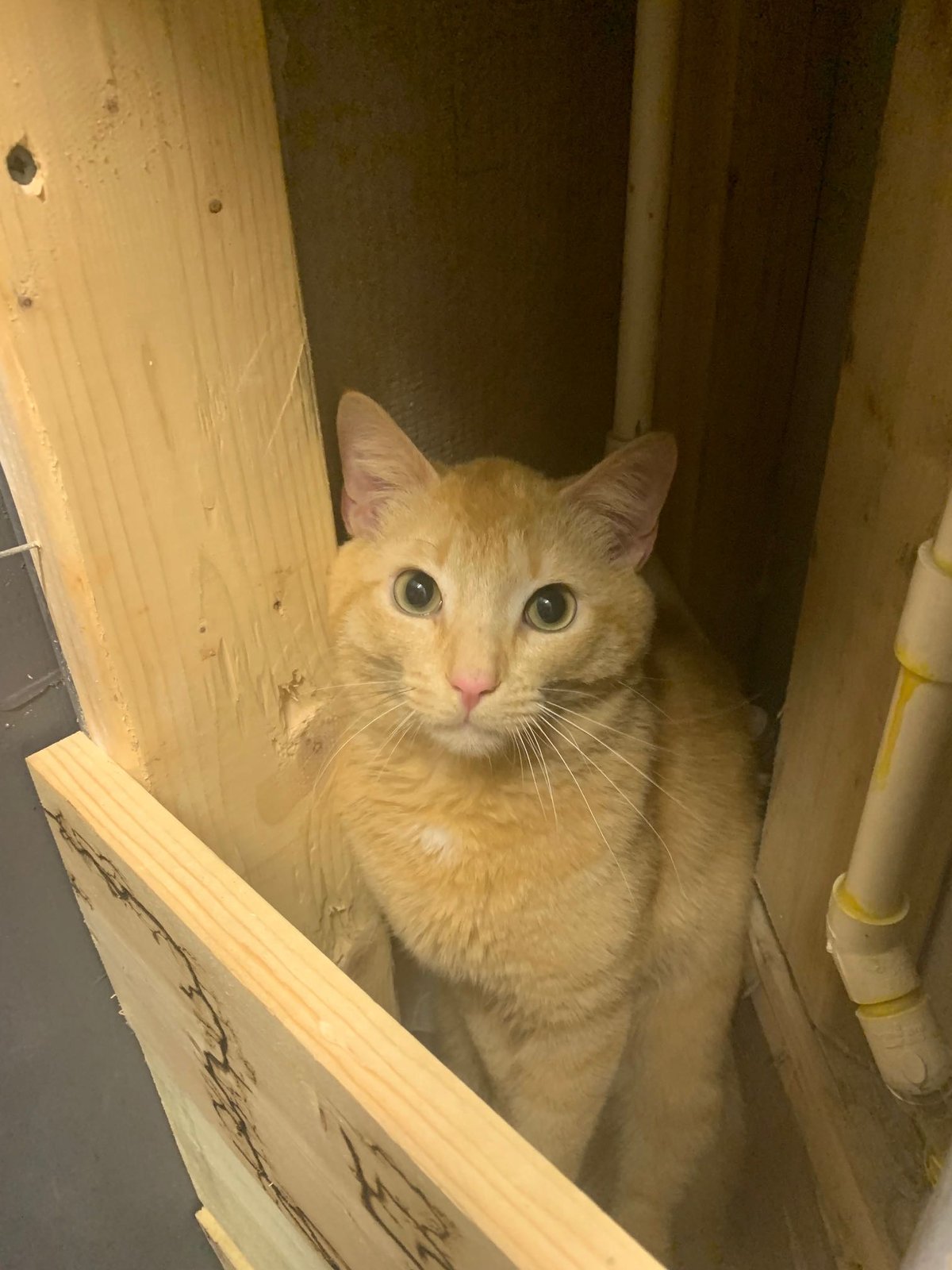 Lost Cat in Glasgow, Scotland — Have you seen this cat in Glasgow?
