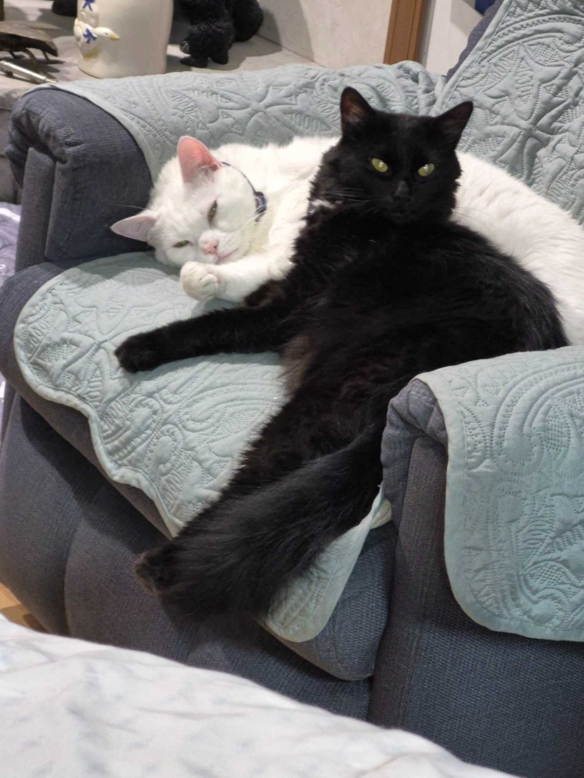 Lost Cat in Blackpool, England Lost Cat in Blackpool, England — listing photo