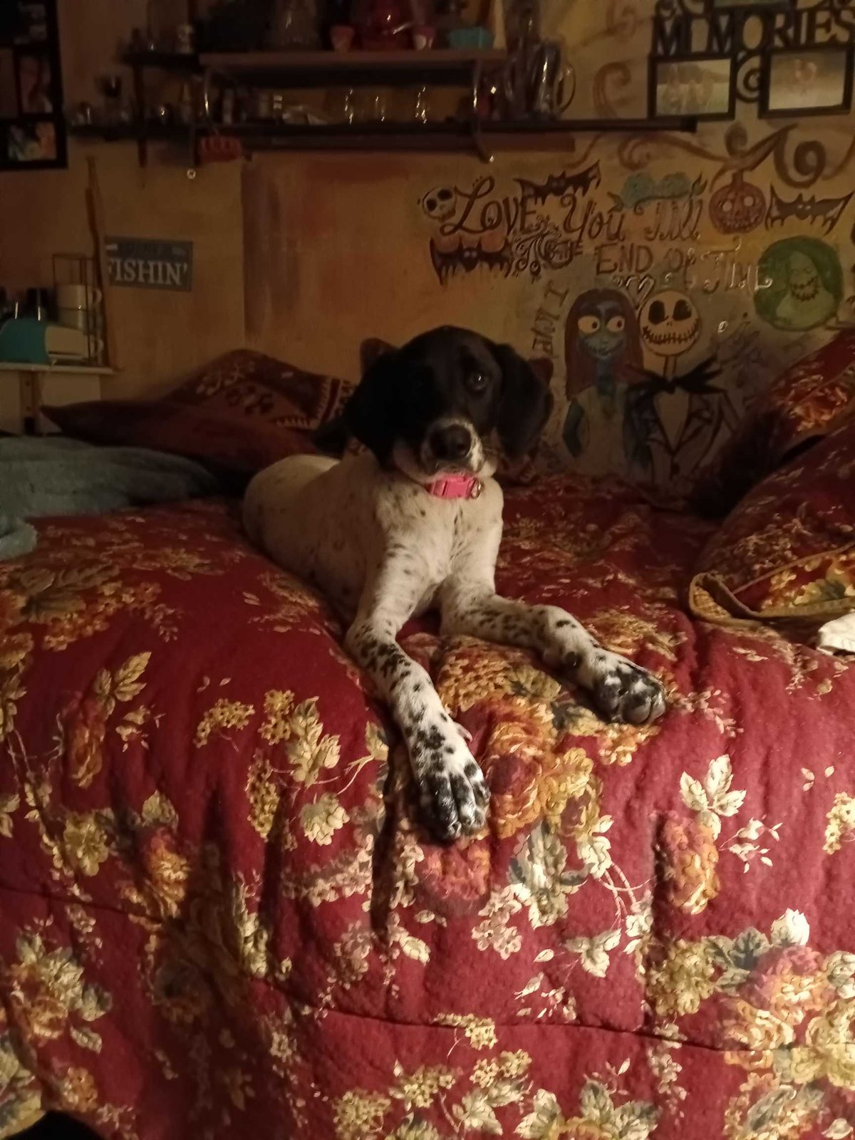Lost Dog in Manchester, England — listing photo