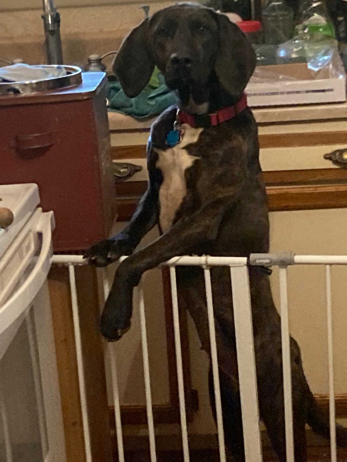 Lost Dog in Sheffield, England — listing photo