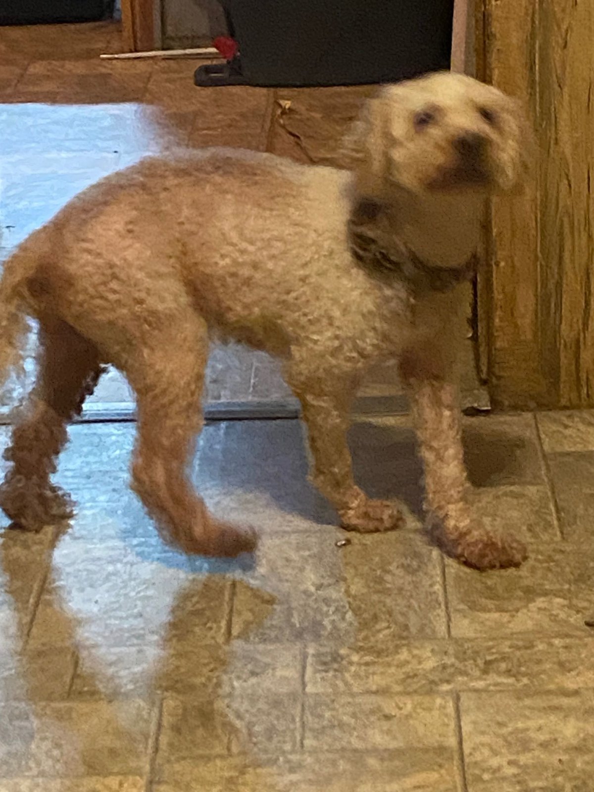 Lost Dog in Norwich, England — listing photo