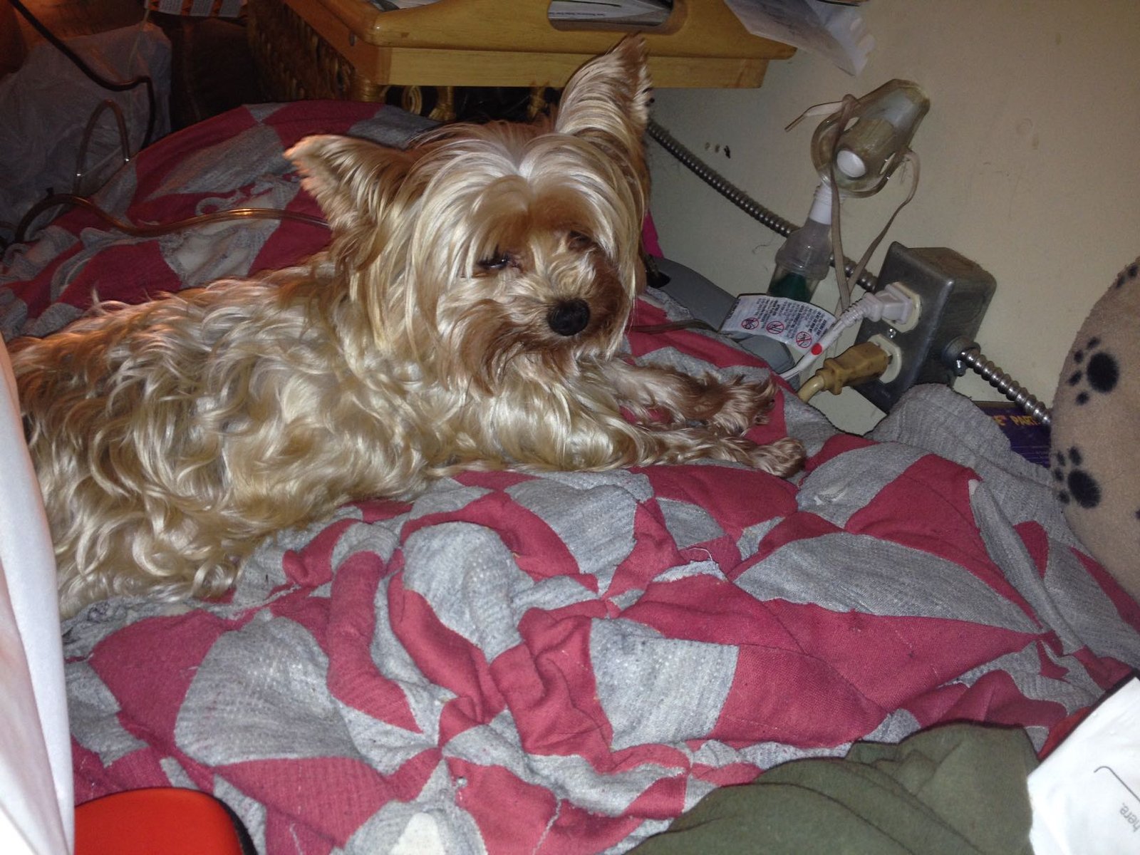 Lost Dog in Norwich, England — Have you seen this dog in Norwich?