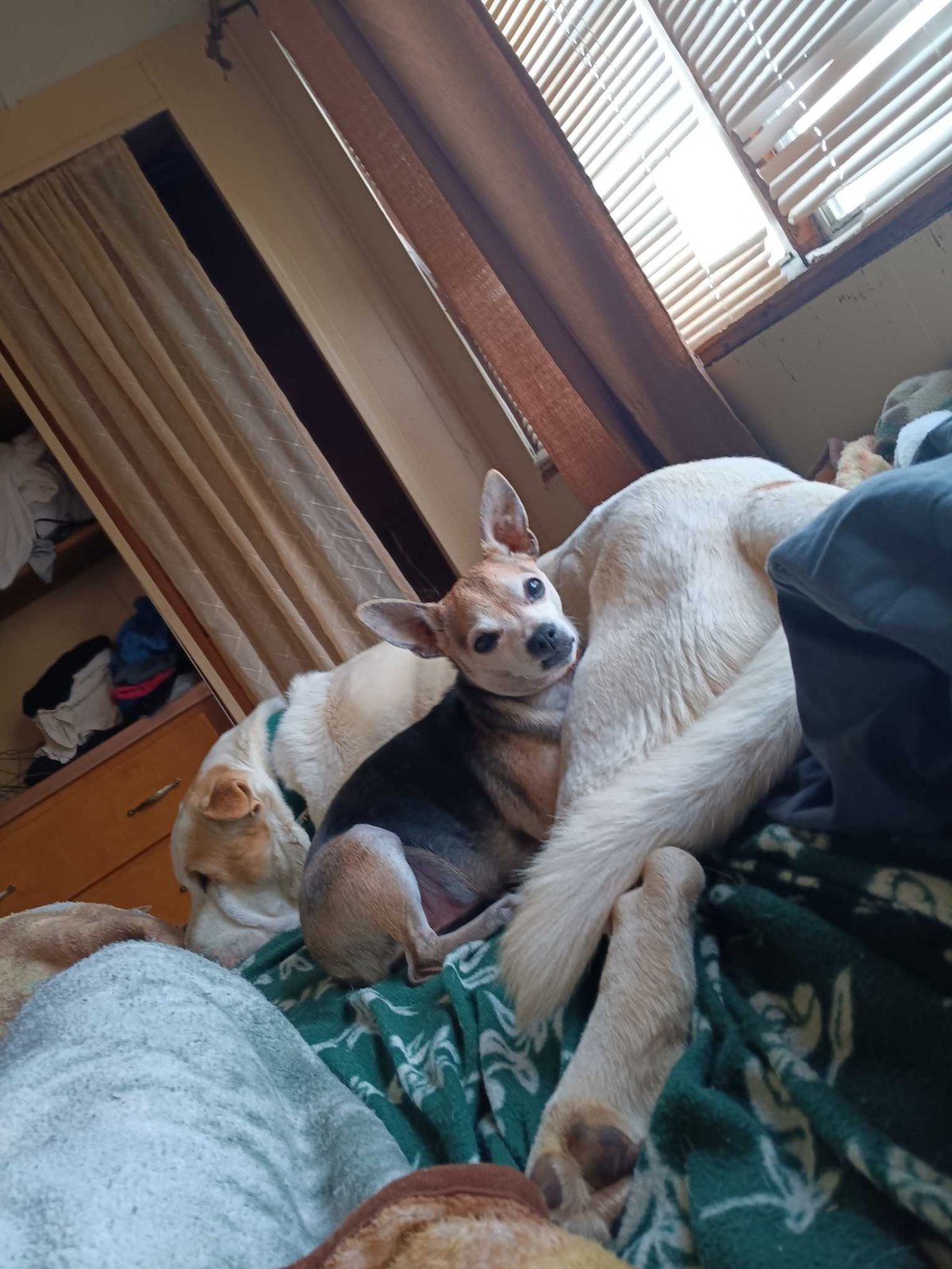 Lost Dog in Reading, England — Have you seen this dog in Reading?