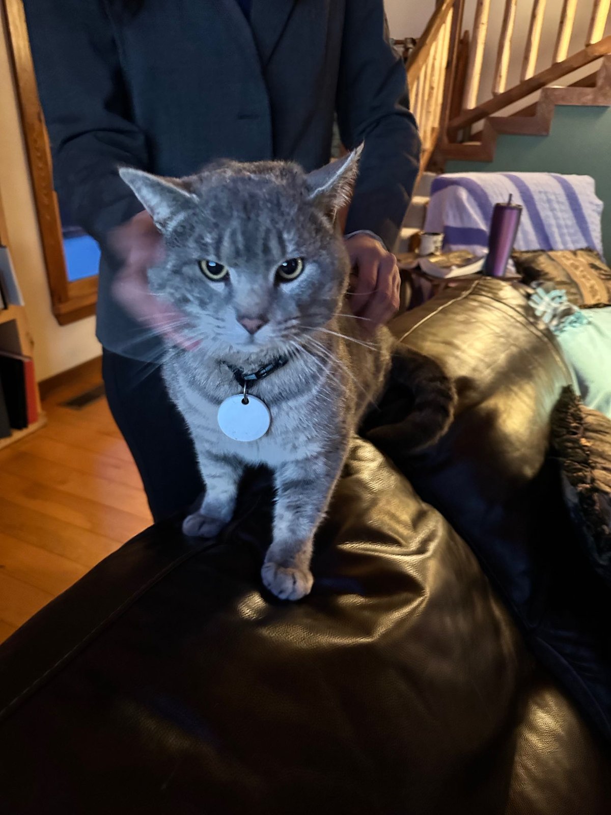 Found Cat in Bradford, England — listing photo