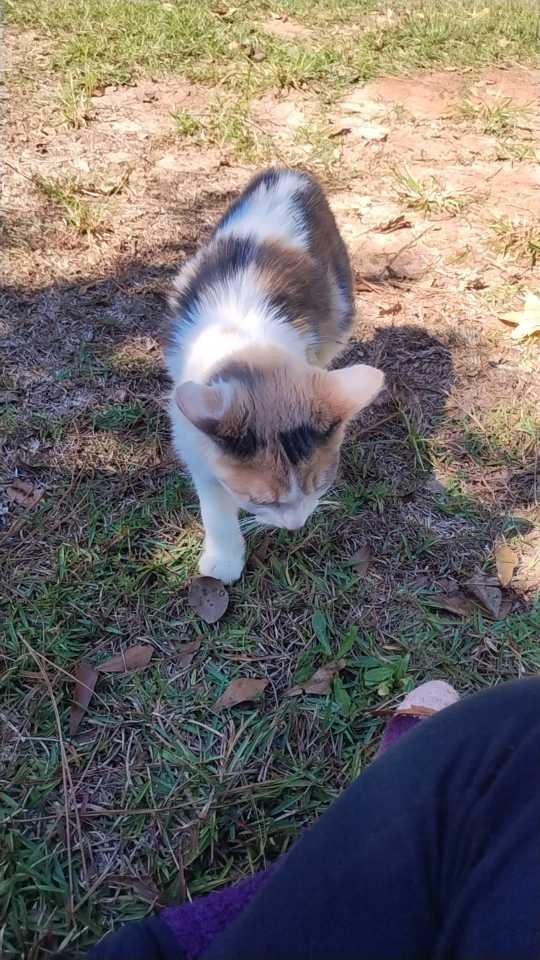 Lost Cat in Milton Keynes, England Lost Cat in Milton Keynes, England — listing photo