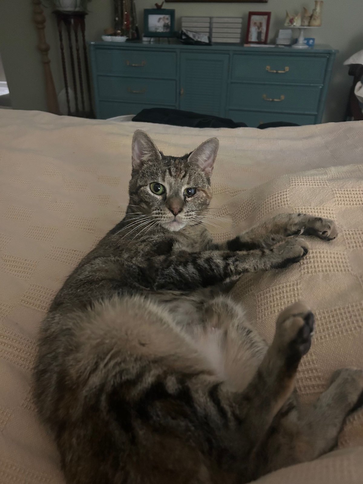 Lost Cat in Blackpool, England Lost Cat in Blackpool, England — listing photo