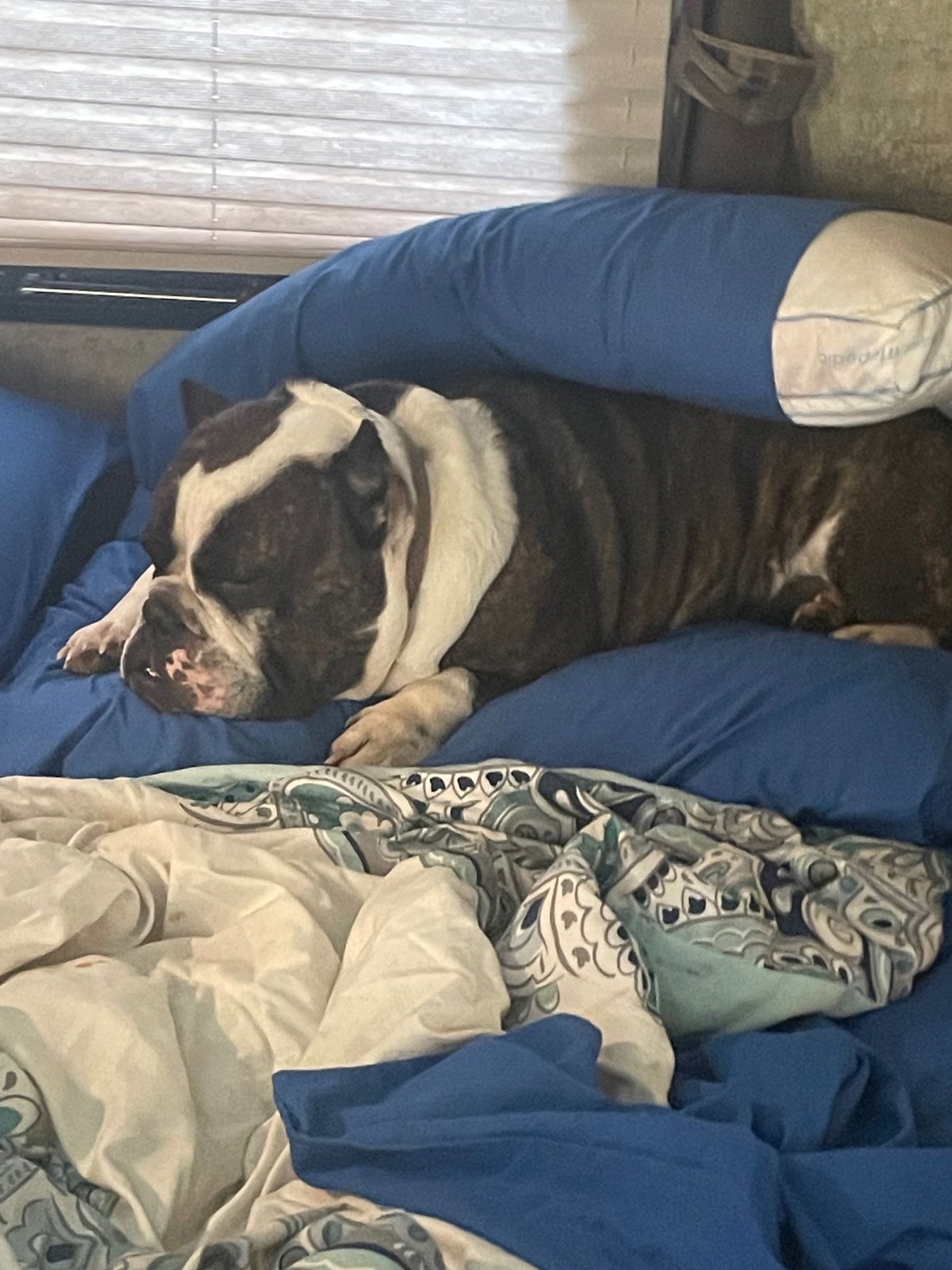 Lost Dog in Aberdeen, Scotland — listing photo