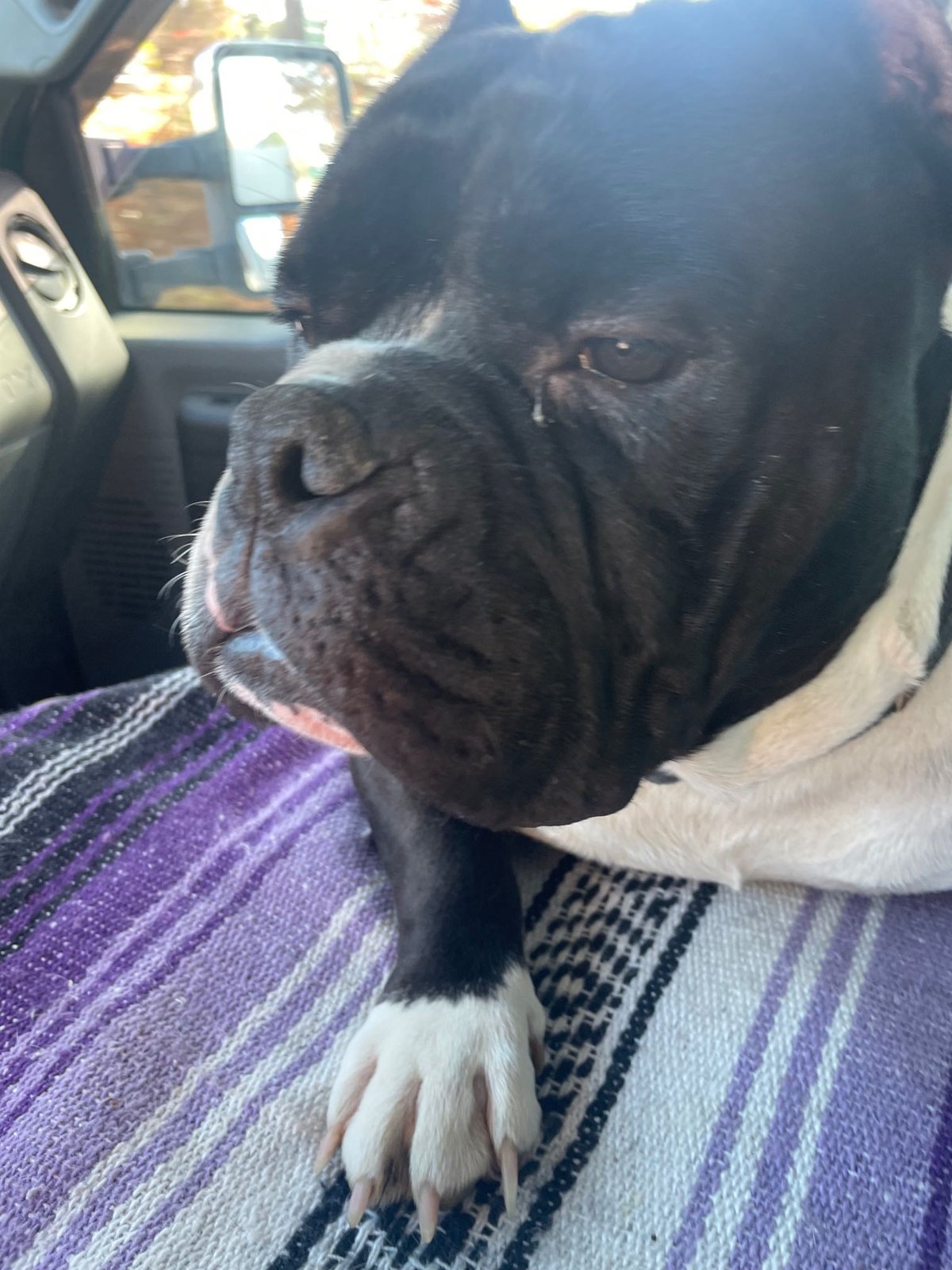 Lost Dog in Preston, England — Have you seen this dog in Preston?