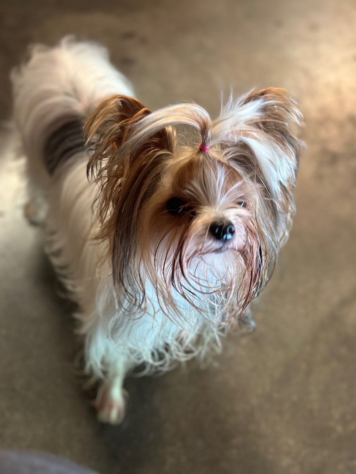 Lost Dog in Stoke-on-Trent, England — Have you seen this dog in Stoke-on-Trent?