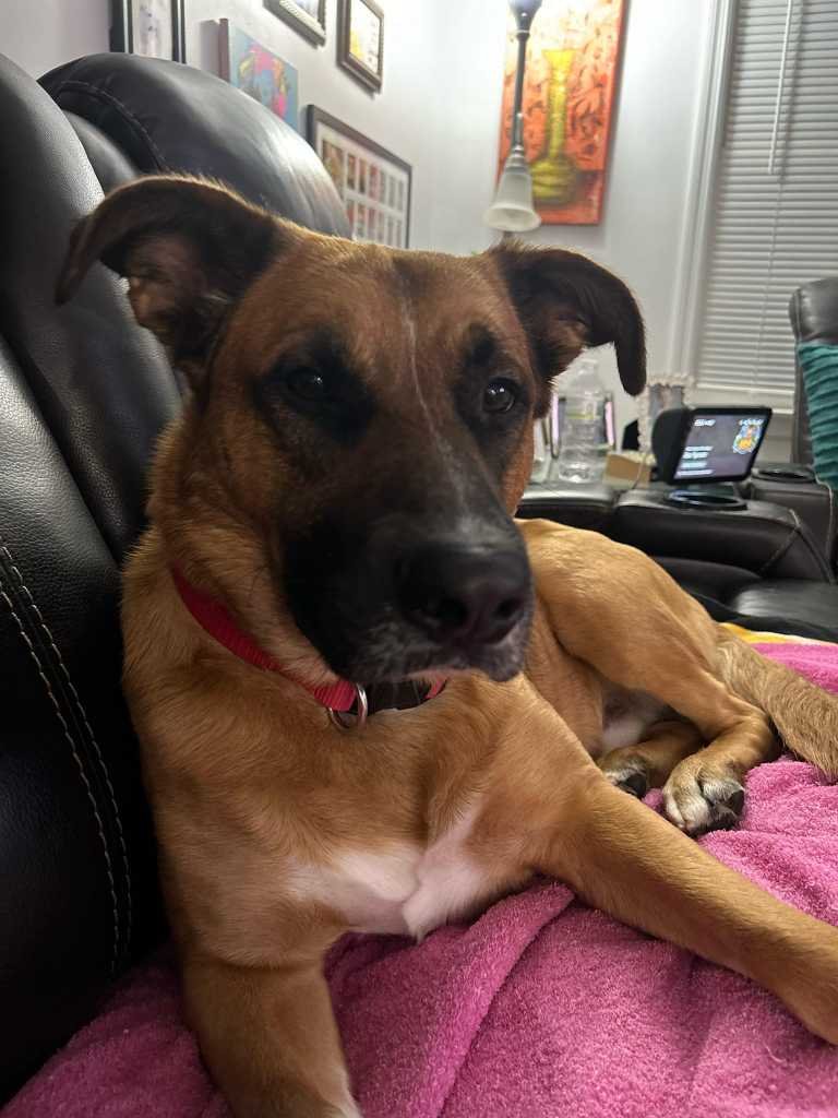 Lost Dog in Portsmouth, England — listing photo