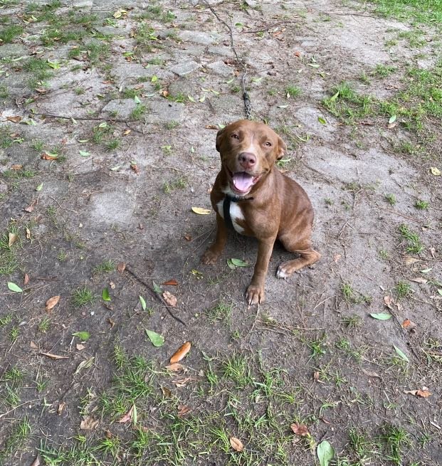 Lost Dog in Swindon, England Lost Dog in Swindon, England — listing photo