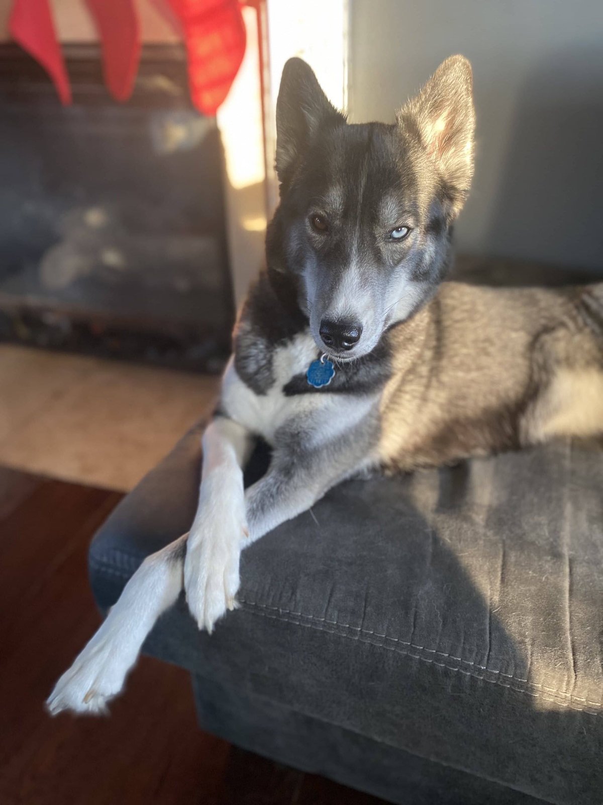 Lost Dog in Liverpool, England — listing photo