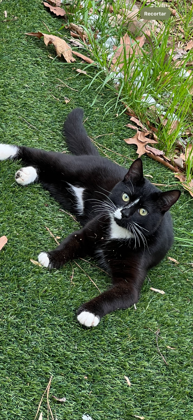 Lost Cat in Kingston upon Hull, England — listing photo