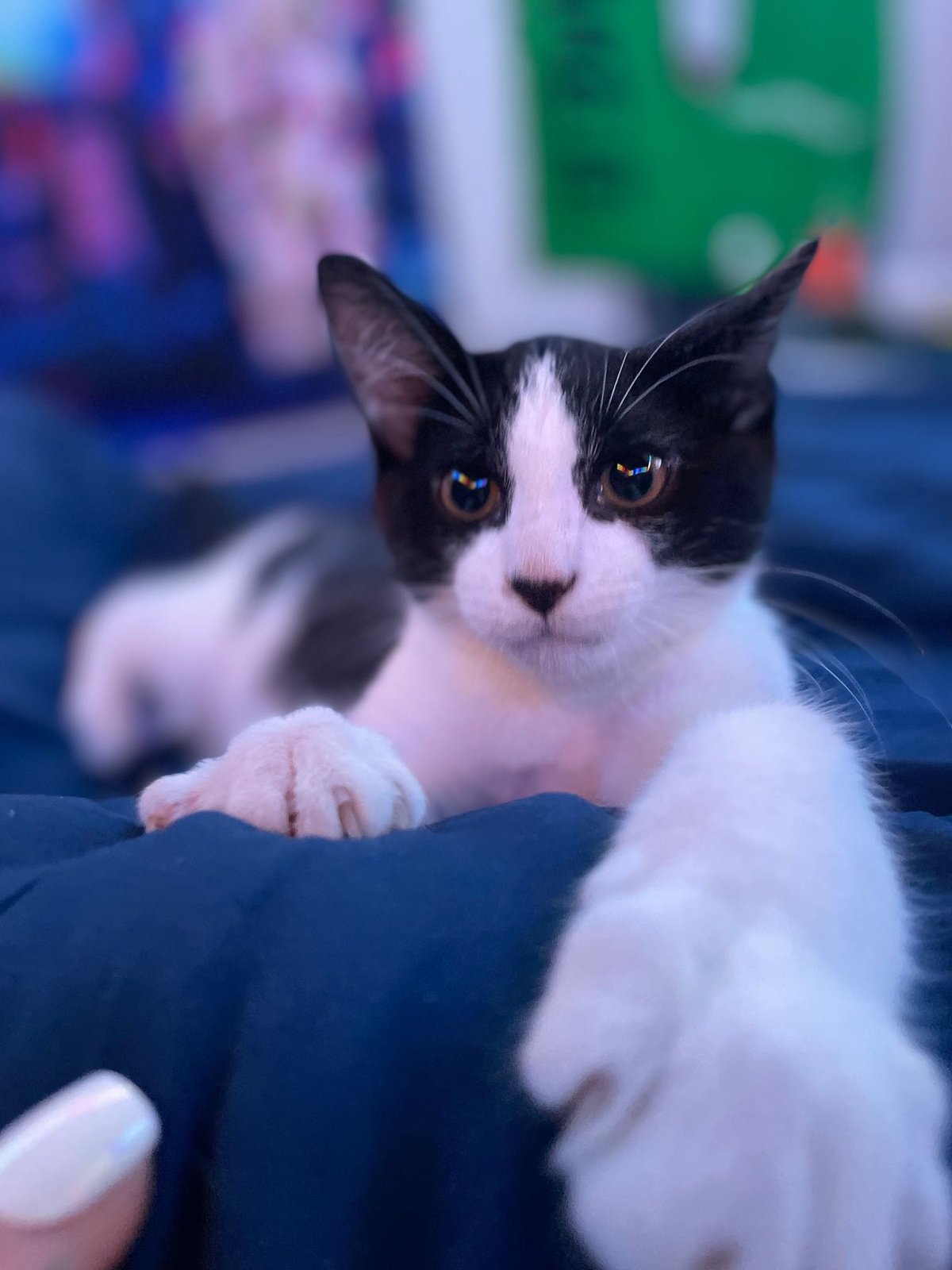 Lost Cat in Cambridge, England — listing photo