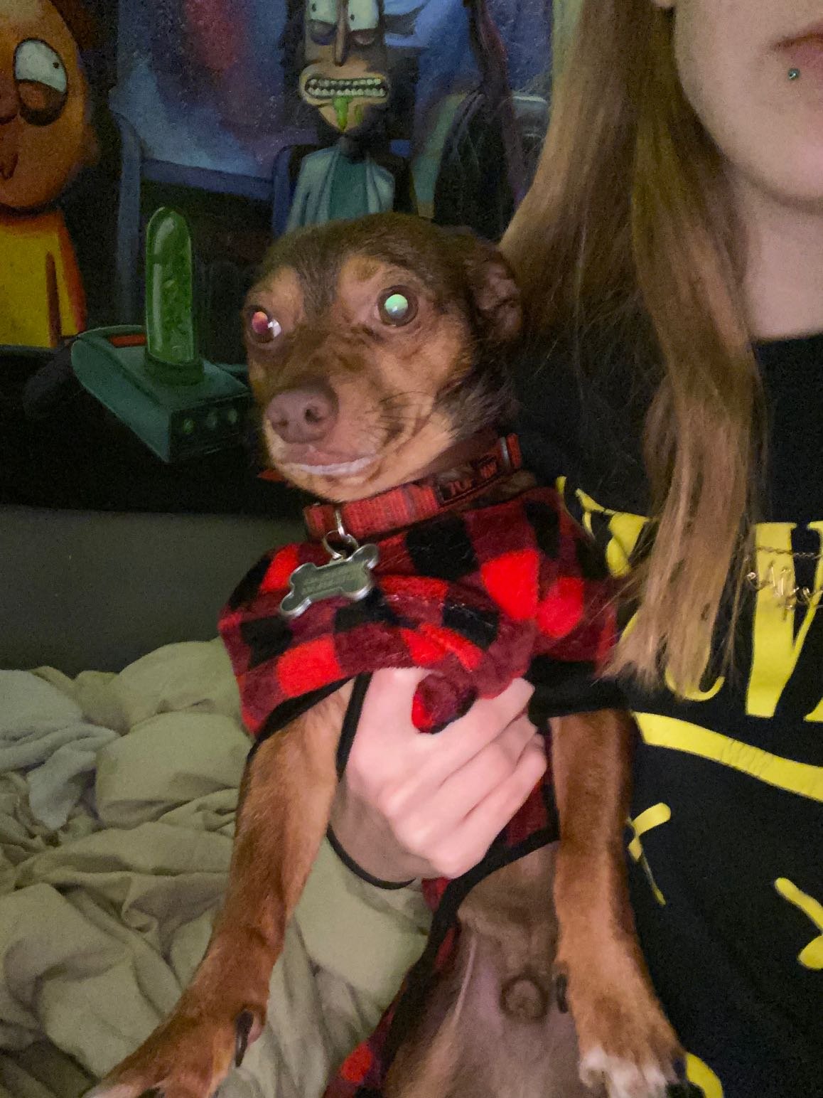 Lost Dog in Manchester, England — listing photo