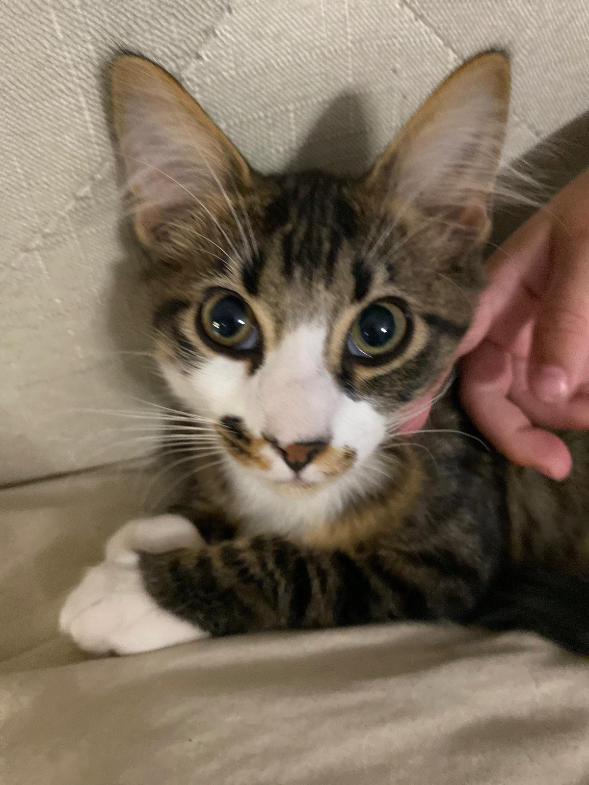 Lost Cat in Coventry, England — listing photo