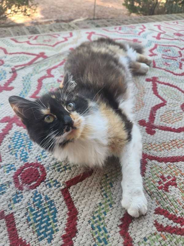 Cat found safe in Huddersfield