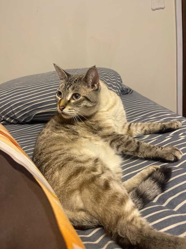 Lost Cat in Portsmouth, England — listing photo