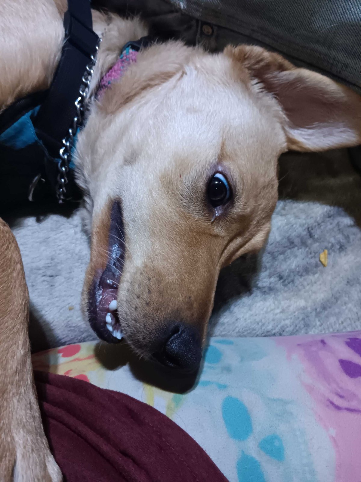 Lost Dog in Swindon, England Lost Dog in Swindon, England — listing photo