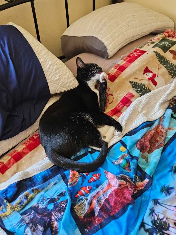Lost Cat in Coventry, England — listing photo