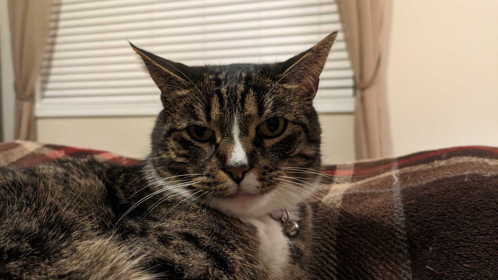 Lost Cat in Derby, England — listing photo