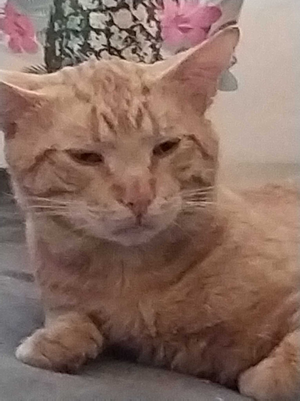 Lost Cat in Preston, England — listing photo