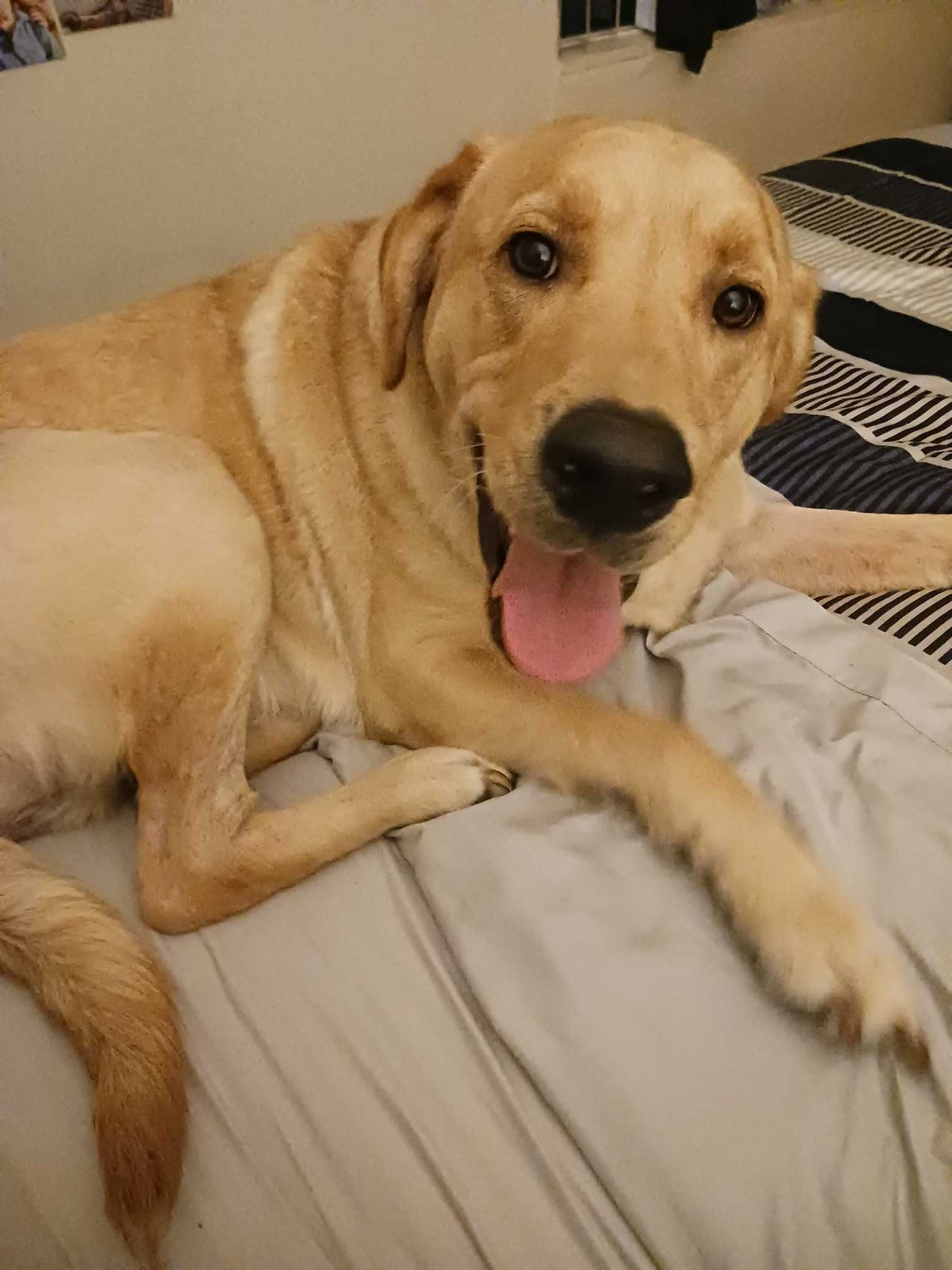 Found Dog in Brighton, England — listing photo