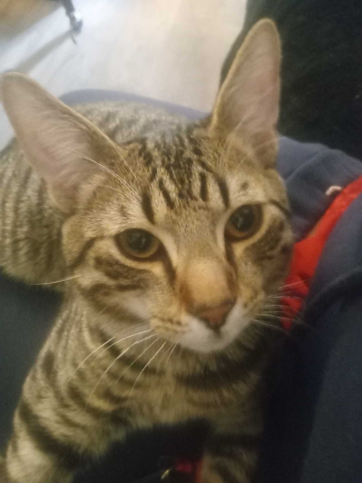 Lost Cat in Exeter, England — listing photo