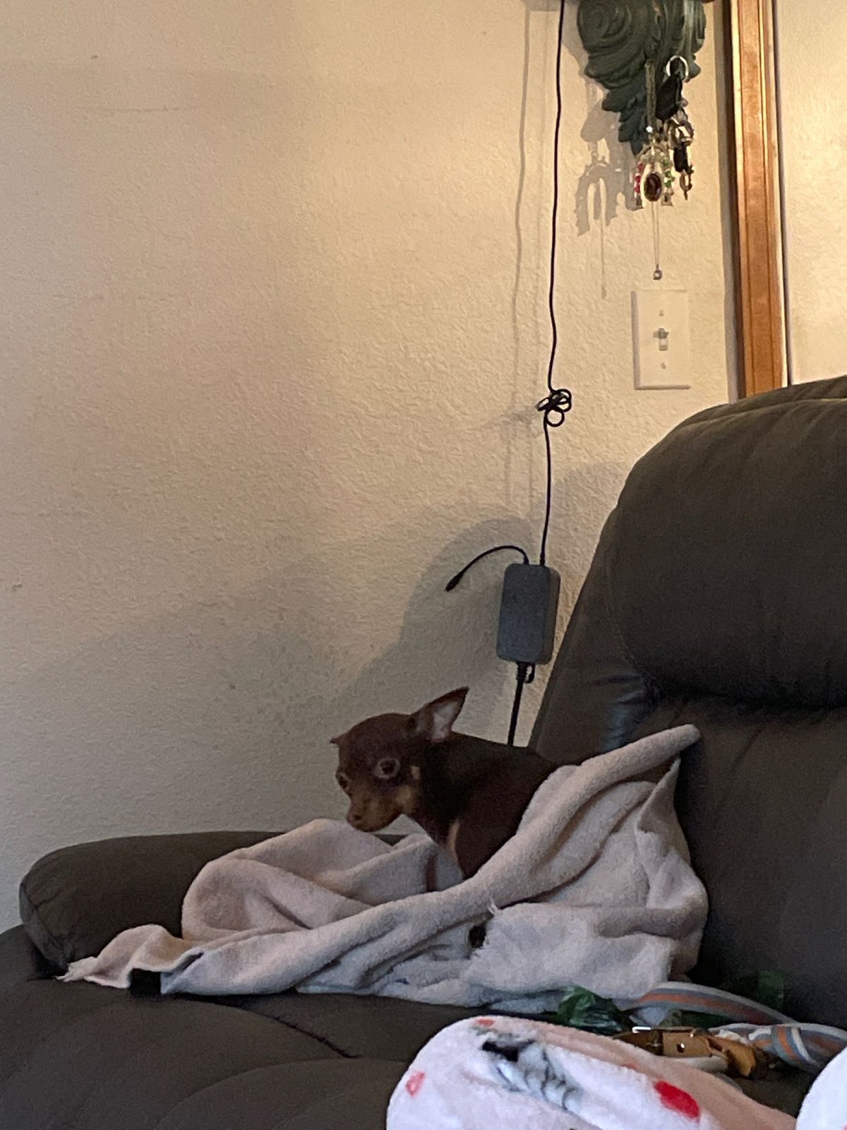 Found Dog in York, England — listing photo