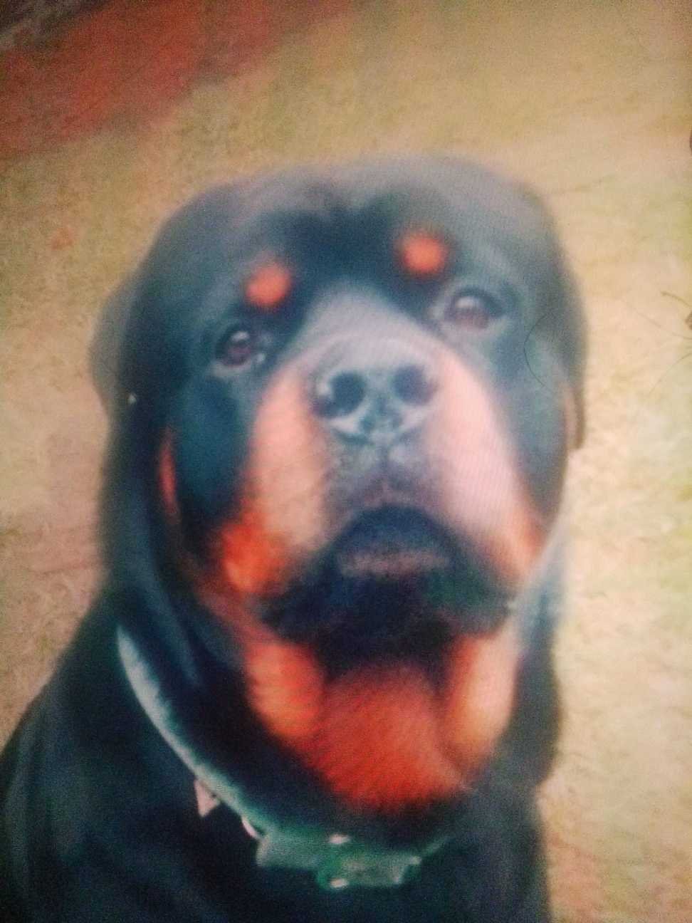 Lost Dog in Gloucester, England — listing photo