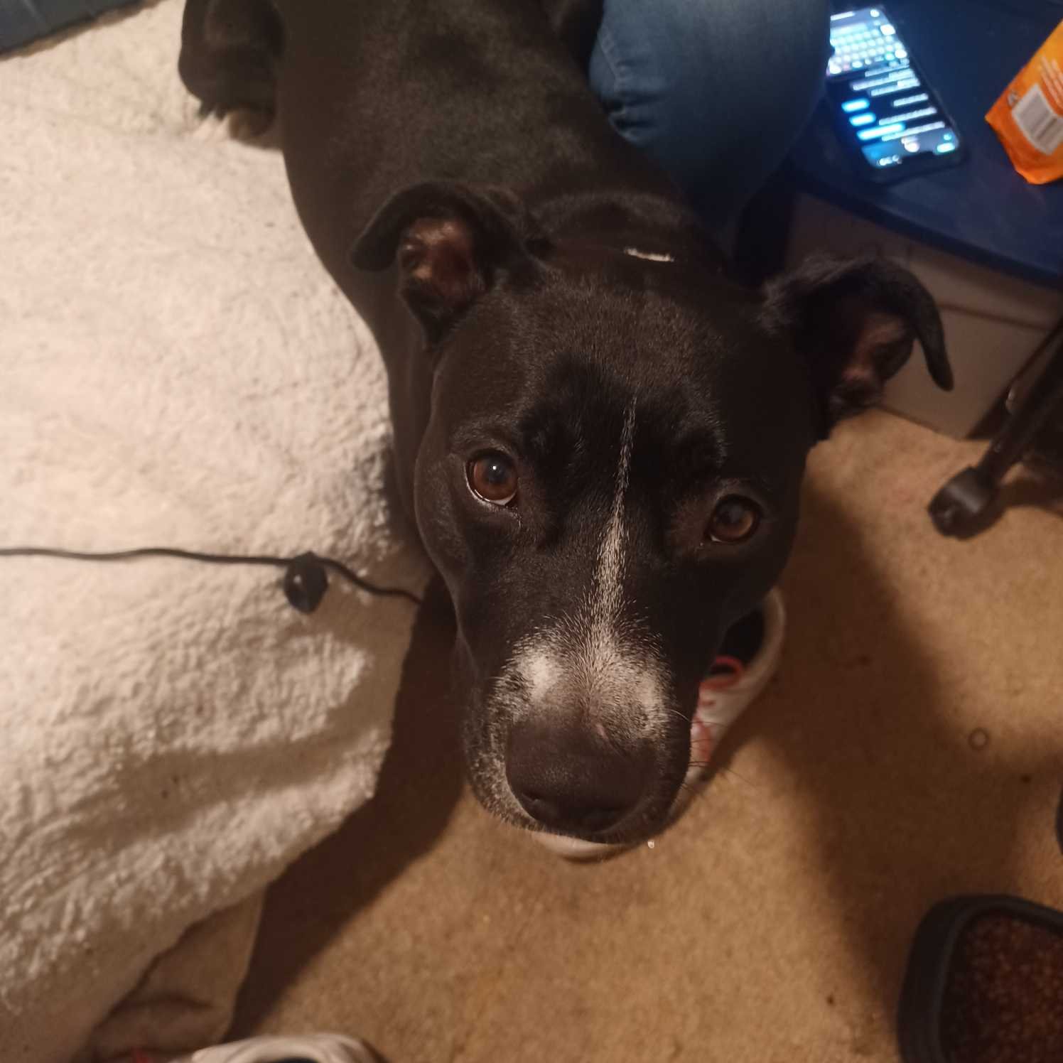 Lost Dog in Nottingham, England — Have you seen this dog in Nottingham?