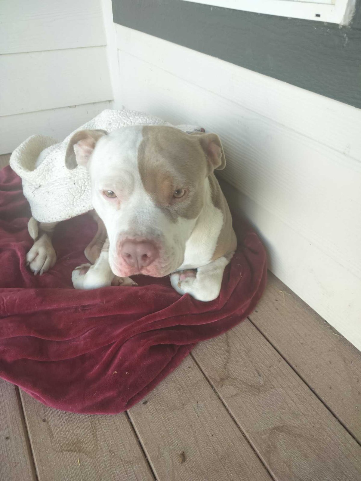 Found Dog in Sunderland, England — listing photo
