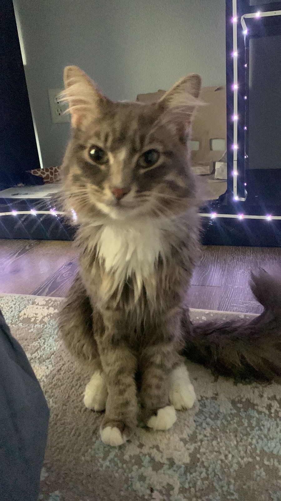 Lost Cat in Telford, England Lost Cat in Telford, England — listing photo