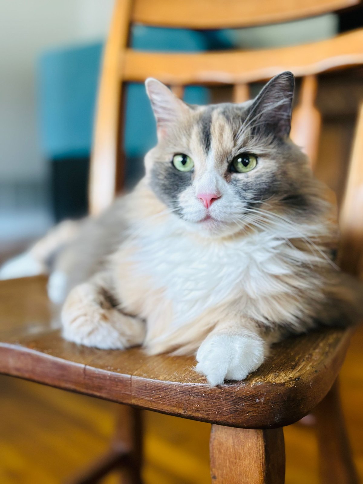 Lost Cat in Leeds, England — listing photo