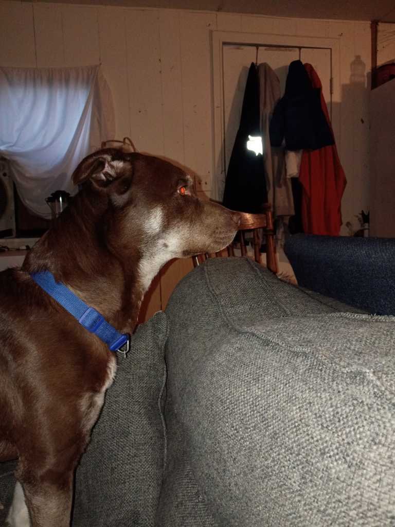 Lost Dog in Liverpool, England — listing photo