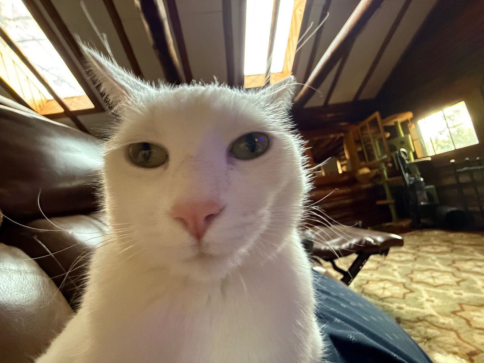 Lost Cat in Stoke-on-Trent, England — listing photo