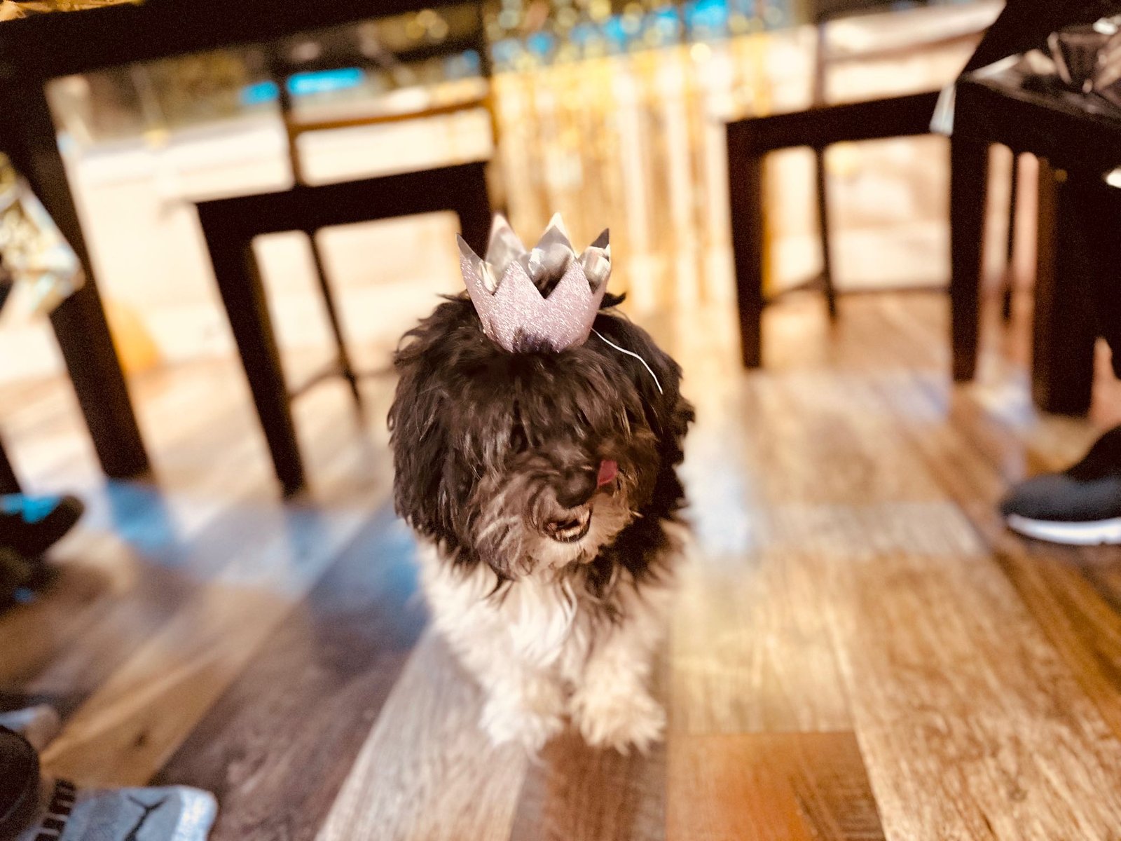 Lost Dog in Leeds, England — listing photo