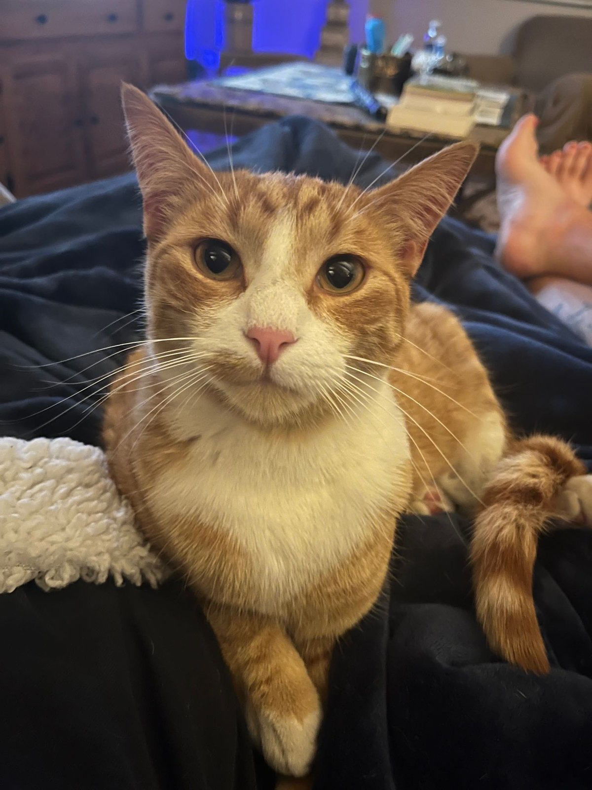 Lost Cat in Newcastle upon Tyne, England — Have you seen this cat in Newcastle upon Tyne?