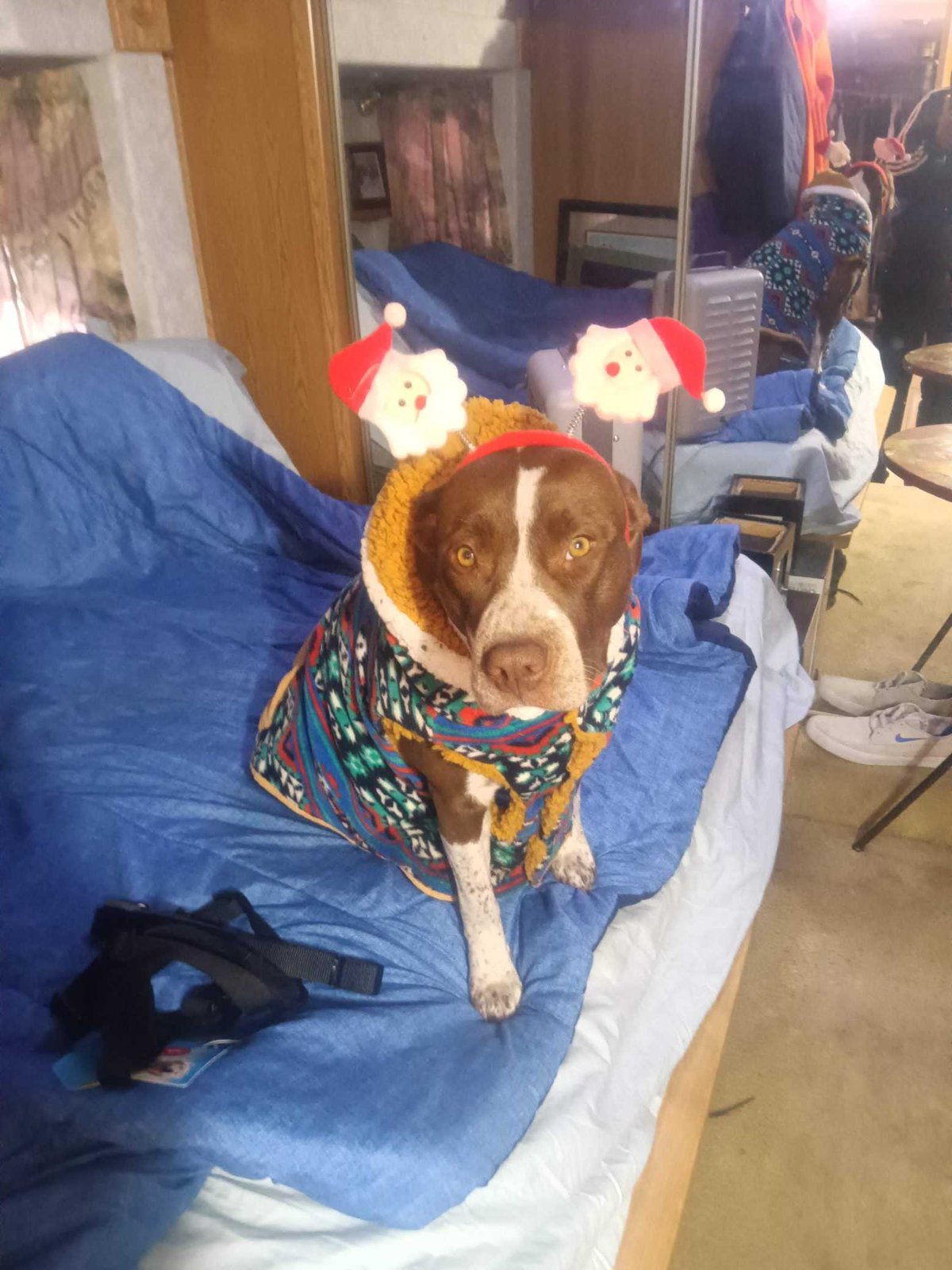 Lost Dog in Sheffield, England — listing photo