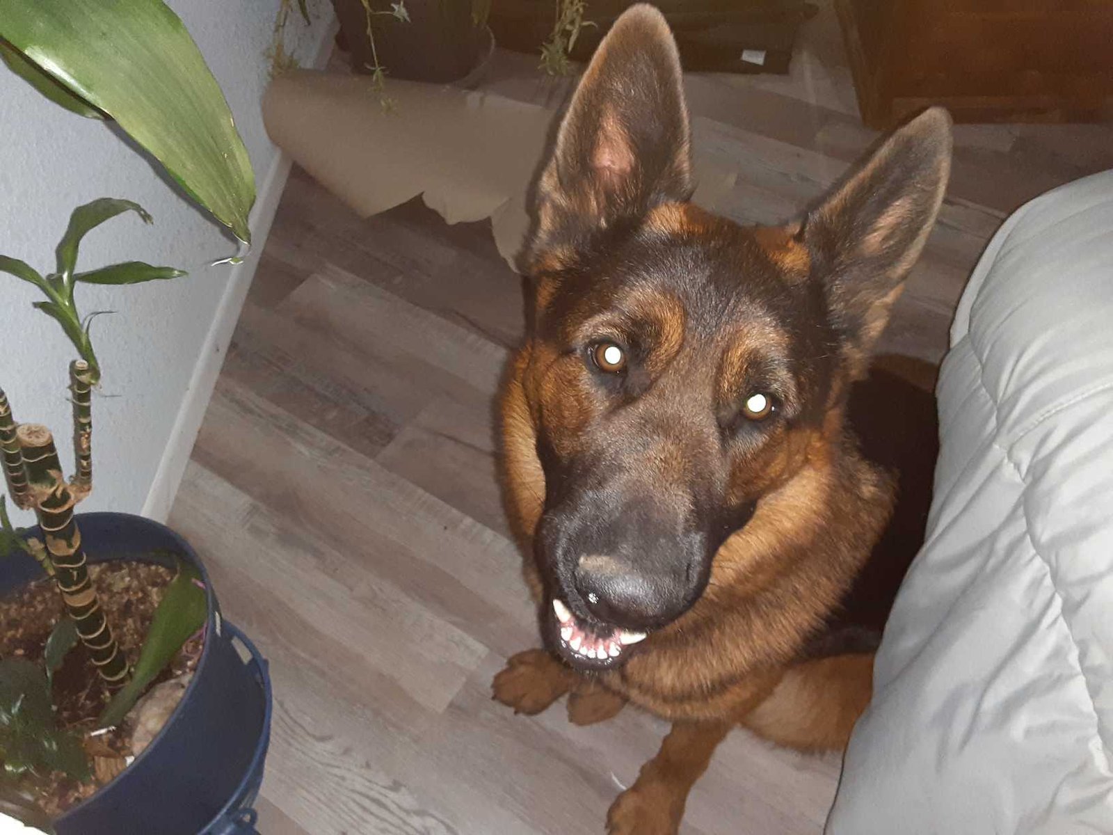 Lost Dog in Portsmouth, England — Have you seen this dog in Portsmouth?
