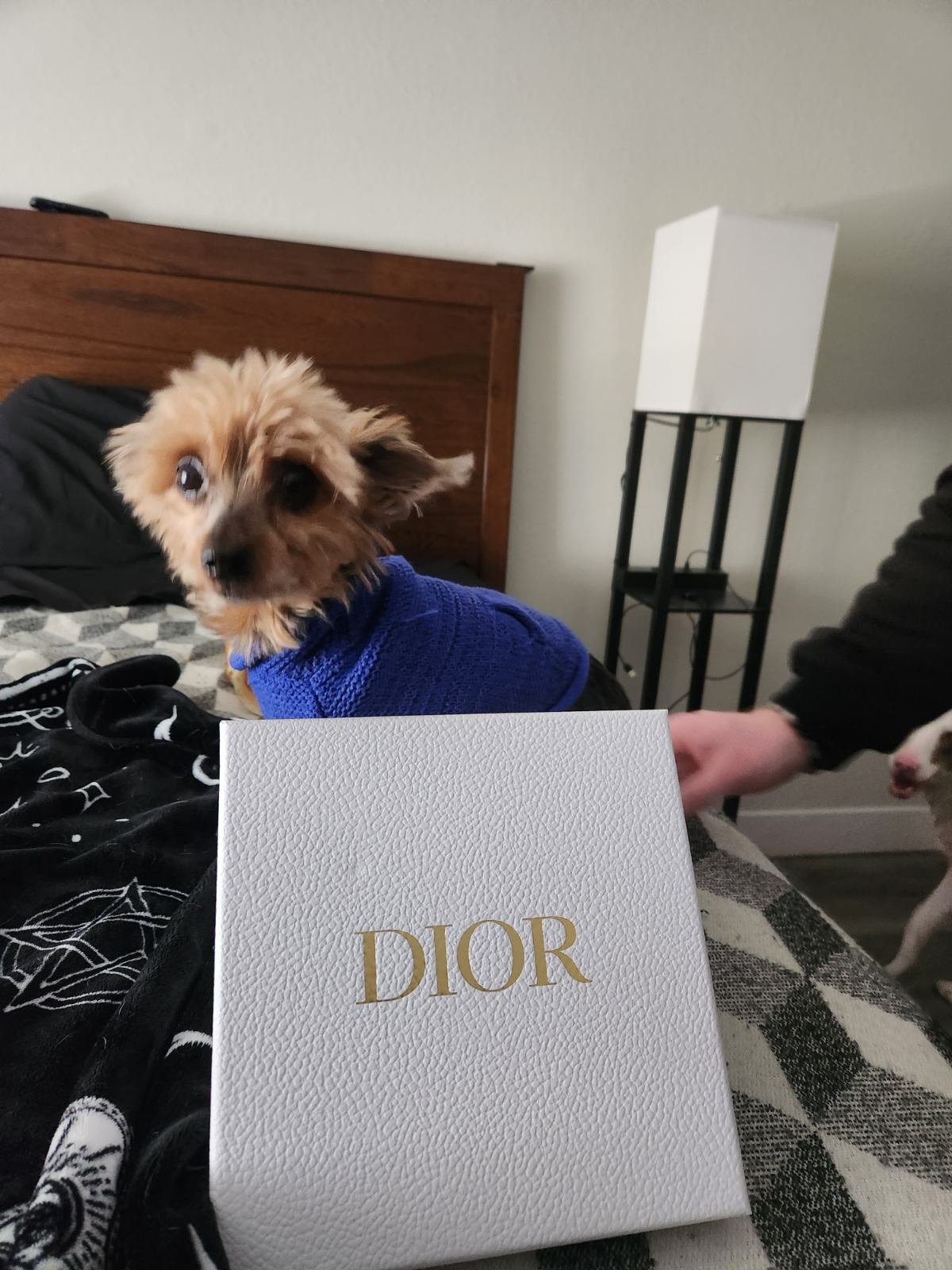 Lost Dog in Bristol, England — Have you seen this dog in Bristol?