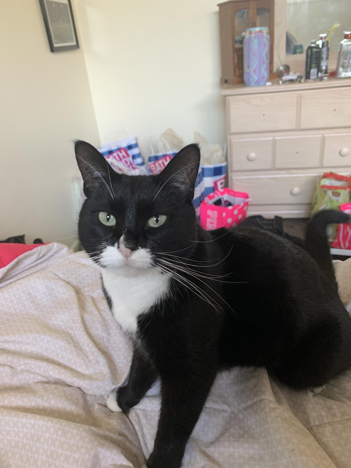 Lost Cat in Bournemouth, England — listing photo